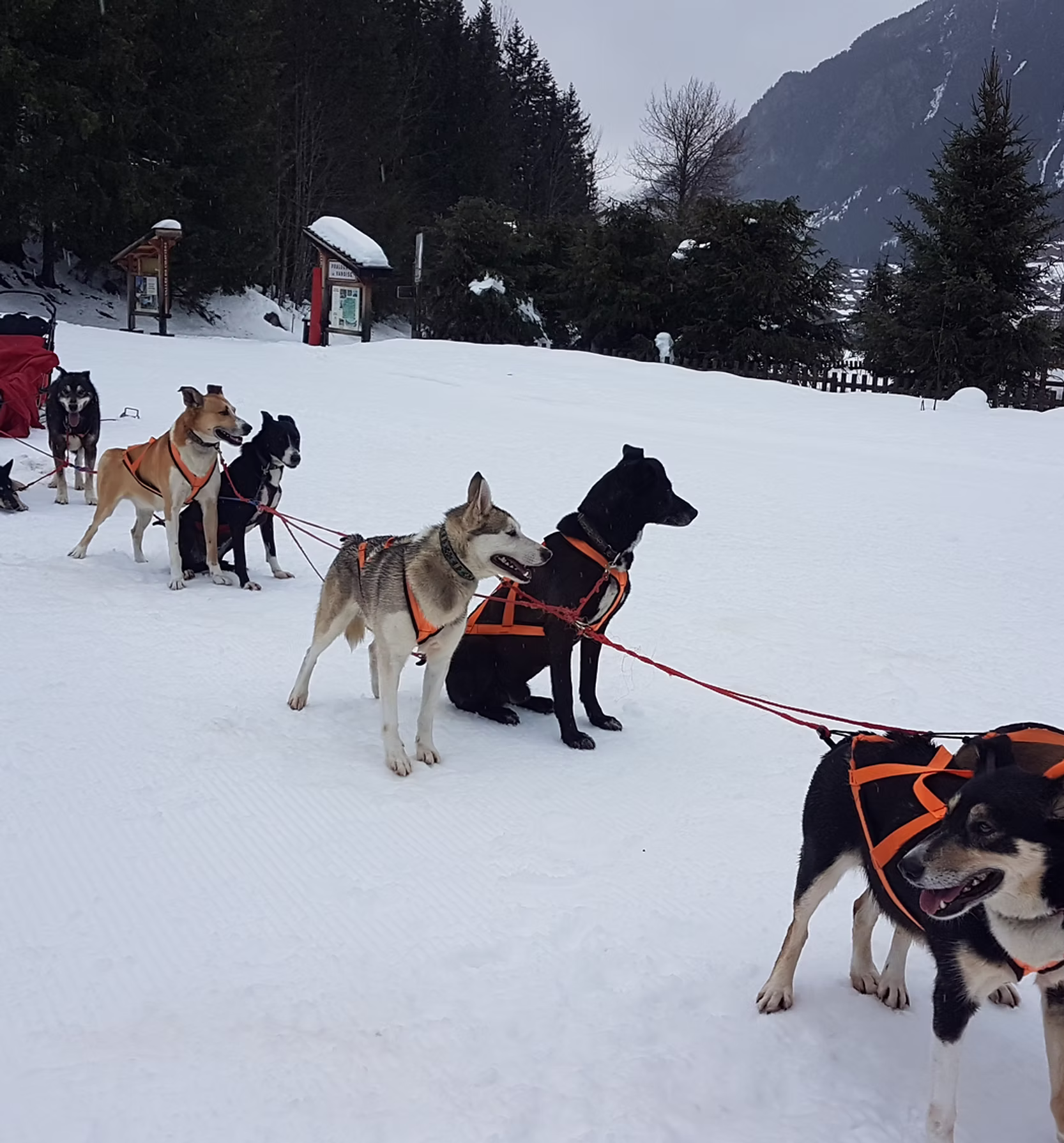 Ballade - Chien de traîneau