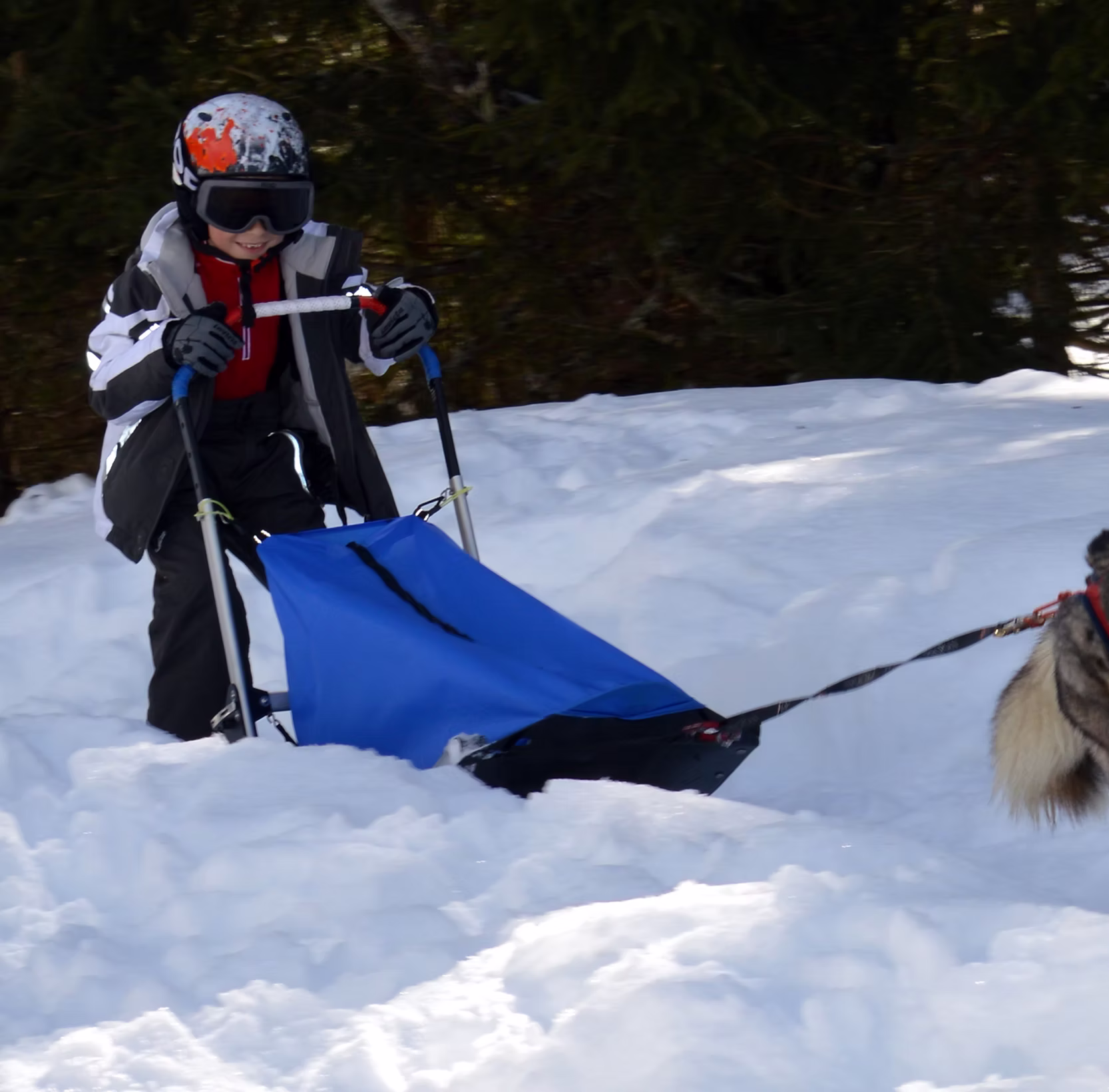 Kid Traineau - Chien de traîneau